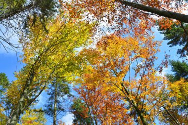 Sonbahar ağaçlar renkli yaprakları ile en fazla. Ekim ayında Polonya