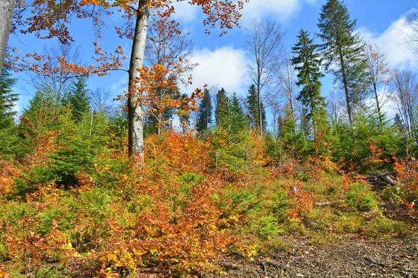 Floresta Outono Nas Montanhas Dos Cárpatos — Fotografia de Stock
