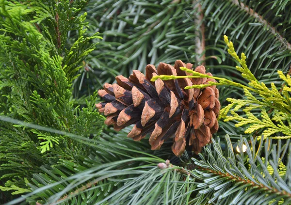 树枝上的云杉锥 自然的圣诞装饰 — 图库照片