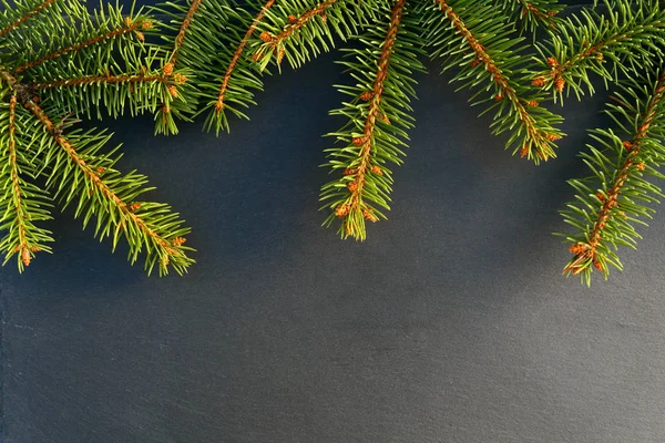 Arbre Épicéa Feuilles Persistantes Bordure Noël Sur Fond Pierre — Photo