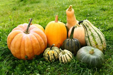 Kabak ve squash su kabakları hasat