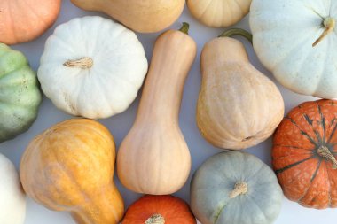 Pumpkins and winter squashes, bright colors background clipart
