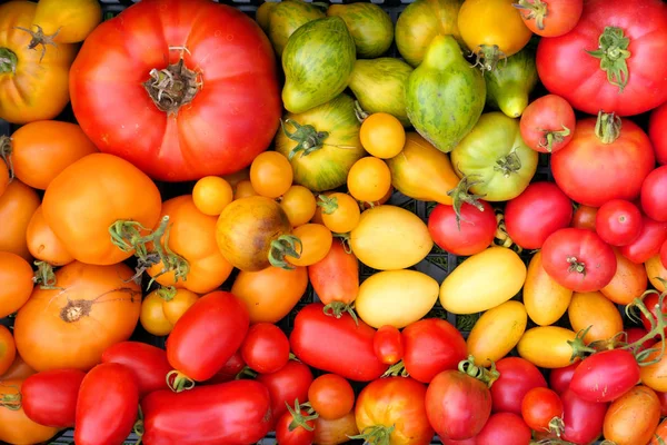 Bunte Erbstück Tomaten Ernte Hintergrund — Stockfoto