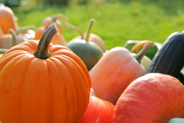 Pumpkins Winter Squashes Pile Garden Autumn Harvest — Stock Photo, Image