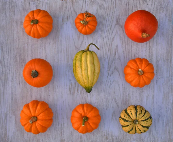 Various Mini Pumpkins Squashes Wooden Background — Stock Photo, Image