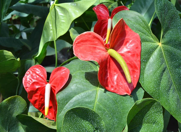 Flor Roja Del Flamenco Anthurium Creciendo Jardín Botánico —  Fotos de Stock