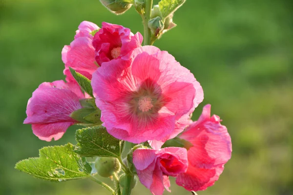 Pink Hollyhock Alcea Rosea Flower Growing Garden — Stock Photo, Image