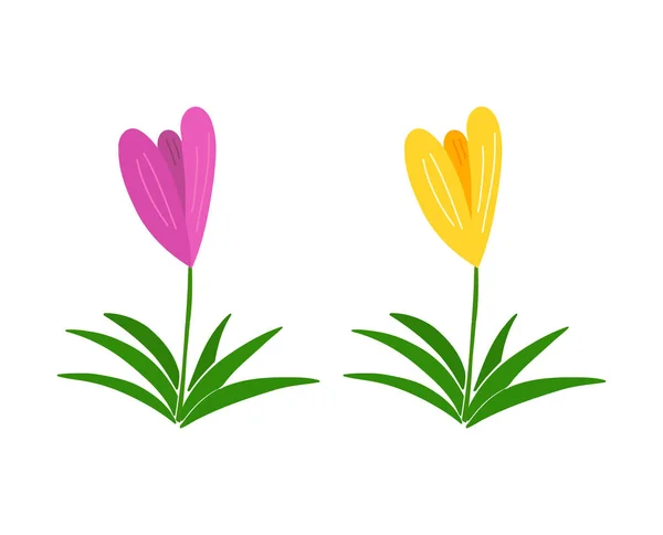 Two crocus flowers icons. — Stock Vector