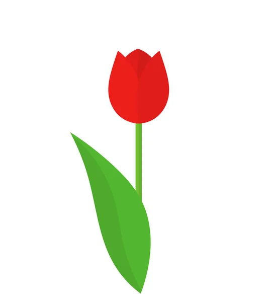 Red tulip flower. — Stock Vector
