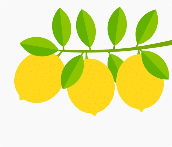 Zitronenzweig mit Zitronenfrüchten. — Stockvektor