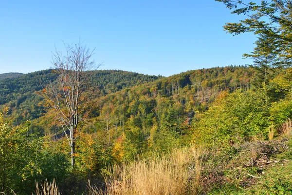 Bosque de otoño en las montañas Cárpatos . —  Fotos de Stock