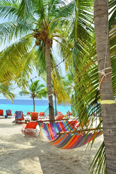 Hamak między palmami na Curacao plaży. — Zdjęcie stockowe