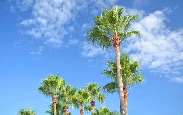 Palmové stromy na ostrově Menorca, Španělsko. — Stock fotografie