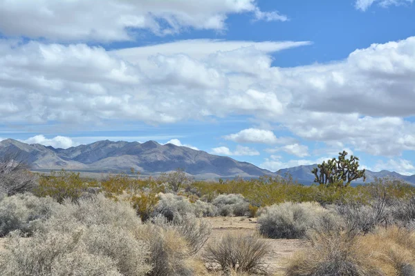 Joshua ağacı ile Mojave çöl doğal manzara — Stok fotoğraf