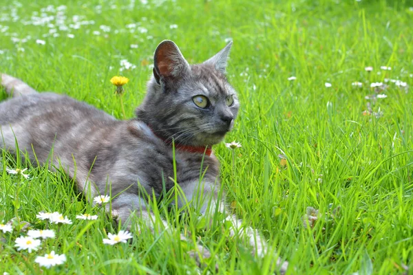 Gato relaxante na grama — Fotografia de Stock