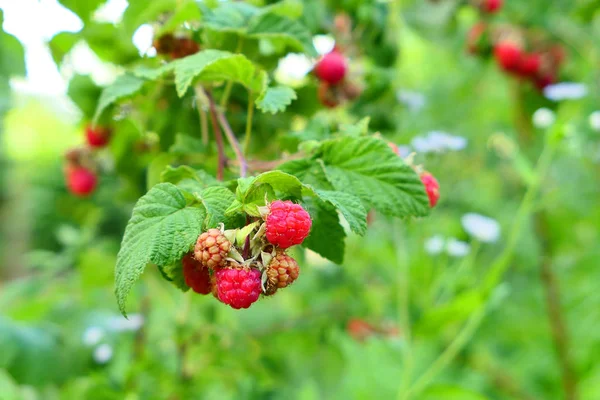 Raspberry fruits on branch — Stock Photo, Image