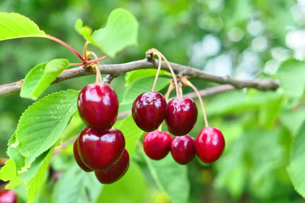 Sweet cherries on the tree — Stock Photo, Image