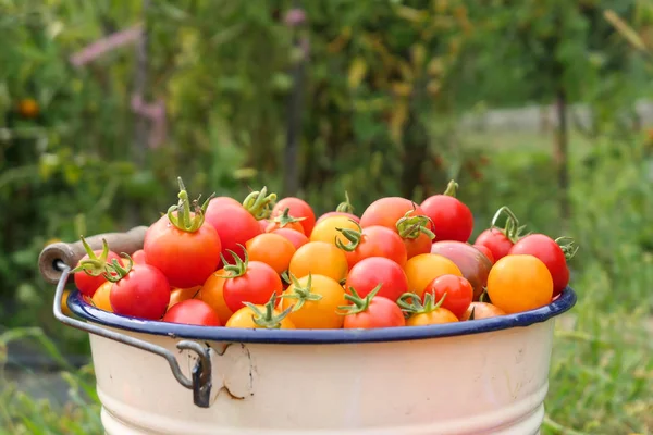 Um balde de tomate cereja fresco colhido em casa . — Fotografia de Stock