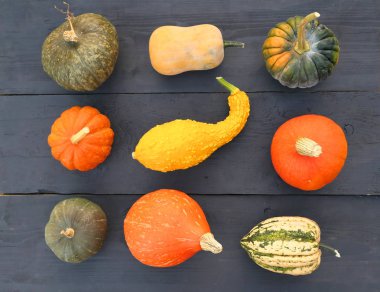Kabaklar ve squashes farklı çeşitleri