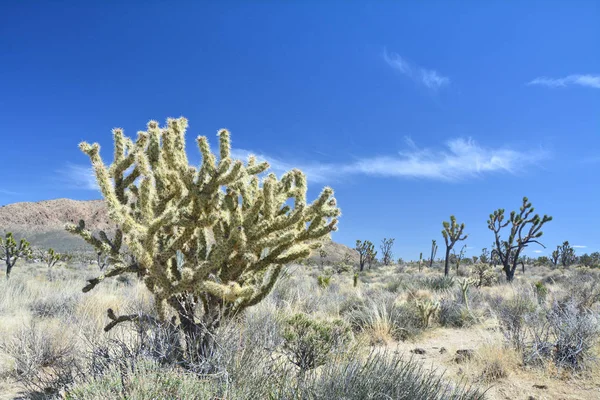 California Mojave tatlı büyüyen Cholla kaktüs. — Stok fotoğraf