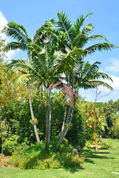 Palmy rosnące w pięknym ogrodzie Miami. — Zdjęcie stockowe