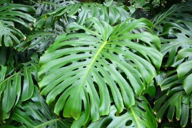 Büyük monstera arka plan bırakır.