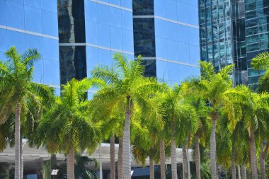 Miami modern gökdelen önünde Palmiye ağaçları
