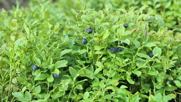 Wild blueberries fruits on shrubs growing in the forest. — Stock Photo, Image