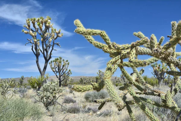 Cholla kaktüs ve Joshua ağacı (Yucca brevifolia) Mojave tatlı büyüyen — Stok fotoğraf