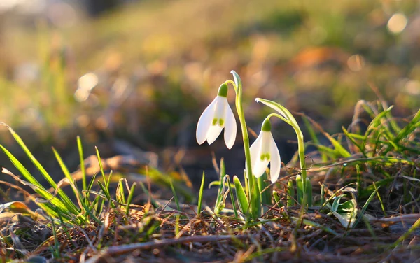 Sunligted snowdrops flowers. — Stock Photo, Image