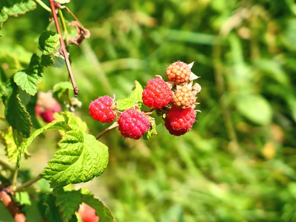 Raspberry fruits on branch — Stock Photo, Image