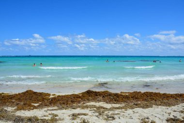 Miami Beach yosun çok Atlantik Okyanusu kumlu plaj