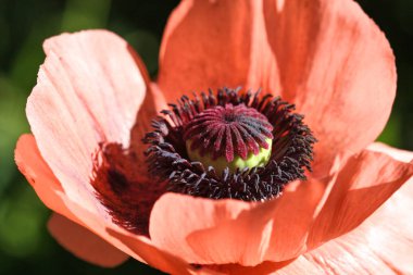 Oriental poppy çiçek.