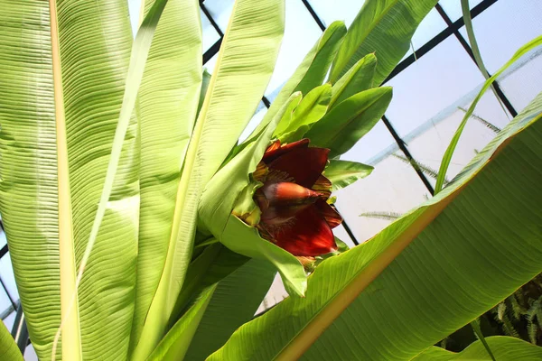 Planta de banana com flor . — Fotografia de Stock