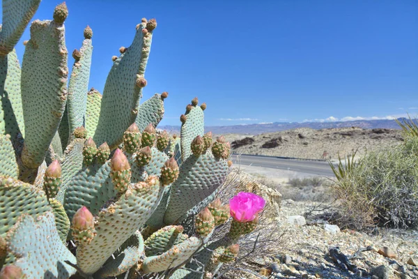 Opuntia bazilaris kunduz kaktüs olarak bilinen — Stok fotoğraf