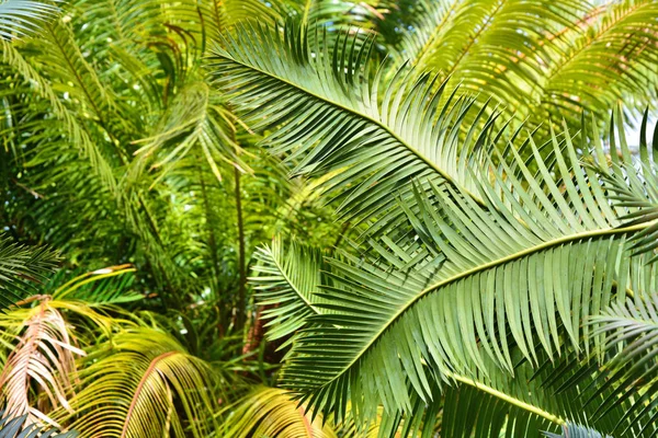 在植物园里生长的棕榈树 绿叶背景 — 图库照片