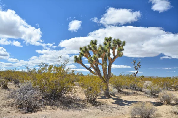 Mojave Ulusal Koruma'da Joshua ağacı yetiştiriciliği. — Stok fotoğraf