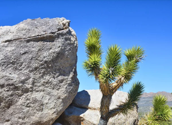 Mojave Ulusal Koruma Joshua ağacı. — Stok fotoğraf