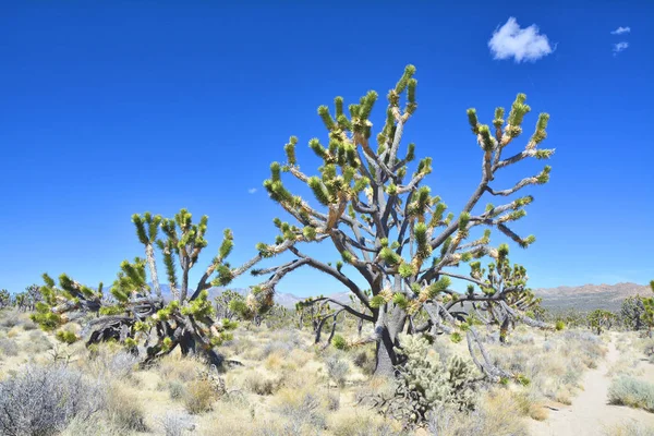 Alte Josua-Bäume, endemische Arten im Mojave-Nationalpark. — Stockfoto