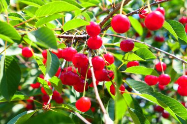 Kırmızı kiraz meyve dal asılı. 
