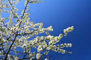 Mavi gökyüzü üzerinde bahar beyaz tatlı kiraz çiçeği.