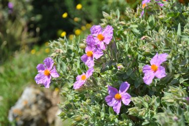 Cistus incanus Rock Fransa'da büyüyen gül çiçekleri