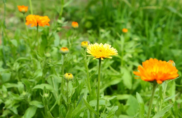 Flores de caléndula naranja — Foto de Stock
