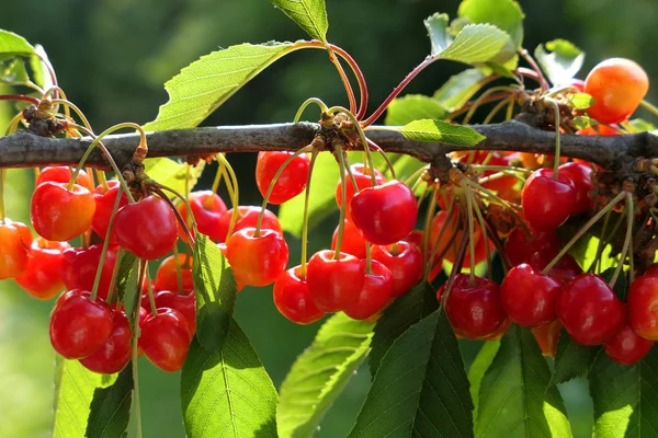 Ramo soleggiato di frutti di ciliegie dolci sani . — Foto Stock