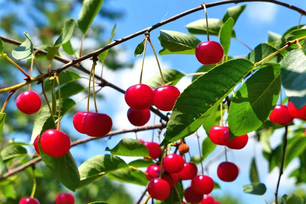 Червоні кисло-вишневі фрукти, що звисають на гілці . — стокове фото