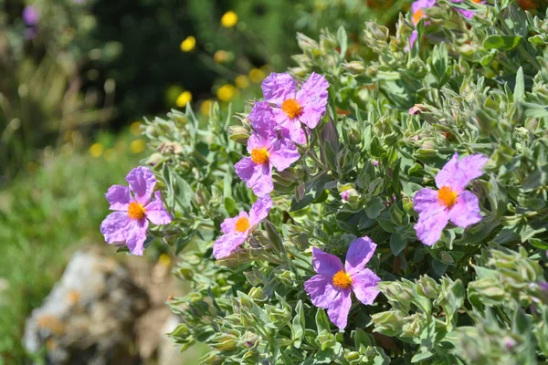 Cistus incanus Rock Fransa'da büyüyen gül çiçekleri — Stok fotoğraf