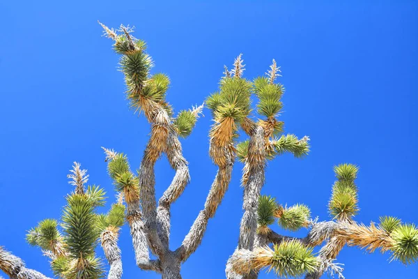 푸른 하늘 위에 조슈아 나뭇가지. — 스톡 사진