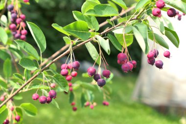 Saskatoon berries tree branch. clipart