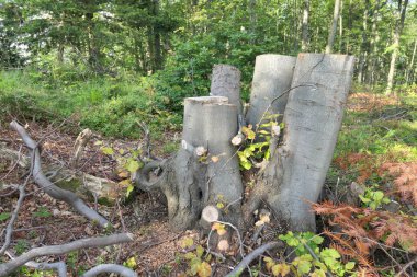 Ormanda ağaç gövdesini kesmiş.
