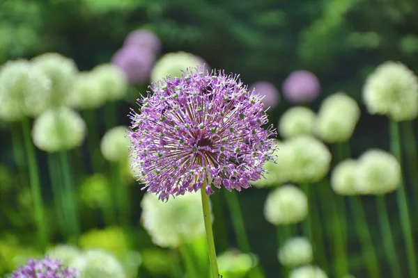 観賞用紫色のアリウムの花の成長 — ストック写真